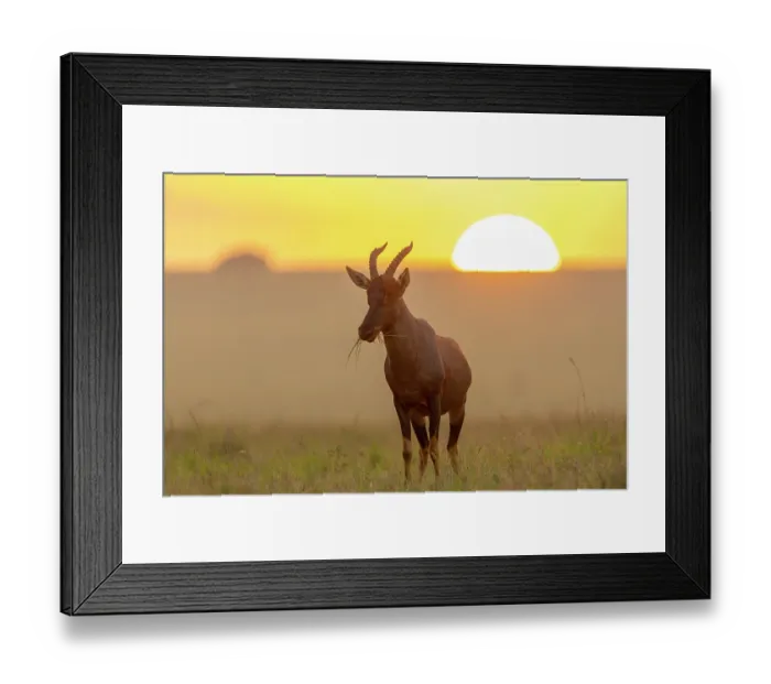 Framed Print : Topi (Damaliscus korrigum) grazing in the savanna at sunrise, Masai Mara National Reserve, Kenya Framed Print : Topi (Damaliscus korrigum) grazing in the savanna at sunrise, Masai Mara National Reserve, Kenya