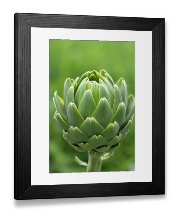 Framed Print : Globe artichoke (Cynara cardunculus var. scolymus), Ecomusee de la Bintinais, Ille et Vilaine, Brittany, France. May Framed Print : Globe artichoke (Cynara cardunculus var. scolymus), Ecomusee de la Bintinais, Ille et Vilaine, Brittany, France. May