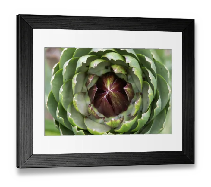 Framed Print : Globe artichoke (Cynara cardunculus var. scolymus), Ecomusee de la Bintinais, Ille et Vilaine, Brittany, France. May Framed Print : Globe artichoke (Cynara cardunculus var. scolymus), Ecomusee de la Bintinais, Ille et Vilaine, Brittany, France. May