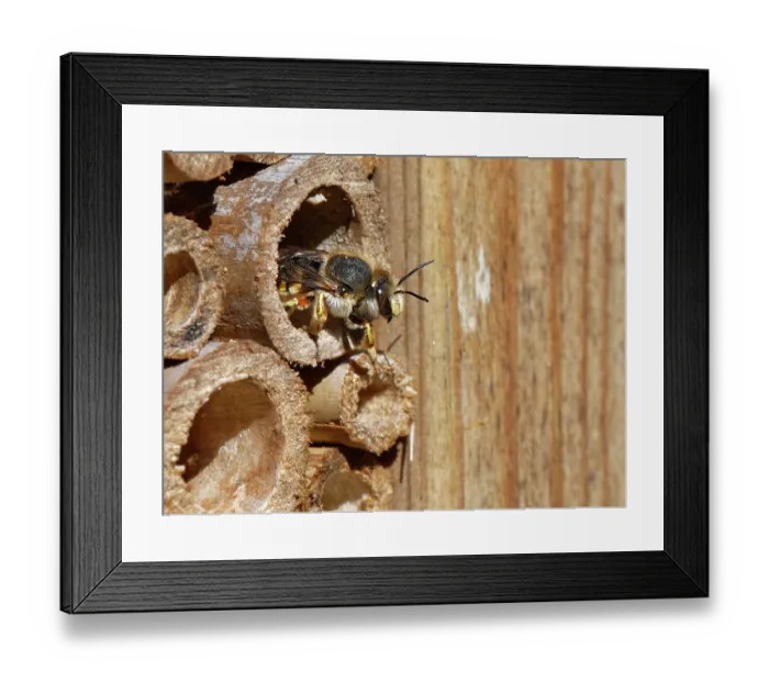 Framed Print : Wool carder bee (Anthidium manicatum) female, emerging from an insect hotel in a garden, Wiltshire, UK. July Framed Print : Wool carder bee (Anthidium manicatum) female, emerging from an insect hotel in a garden, Wiltshire, UK. July