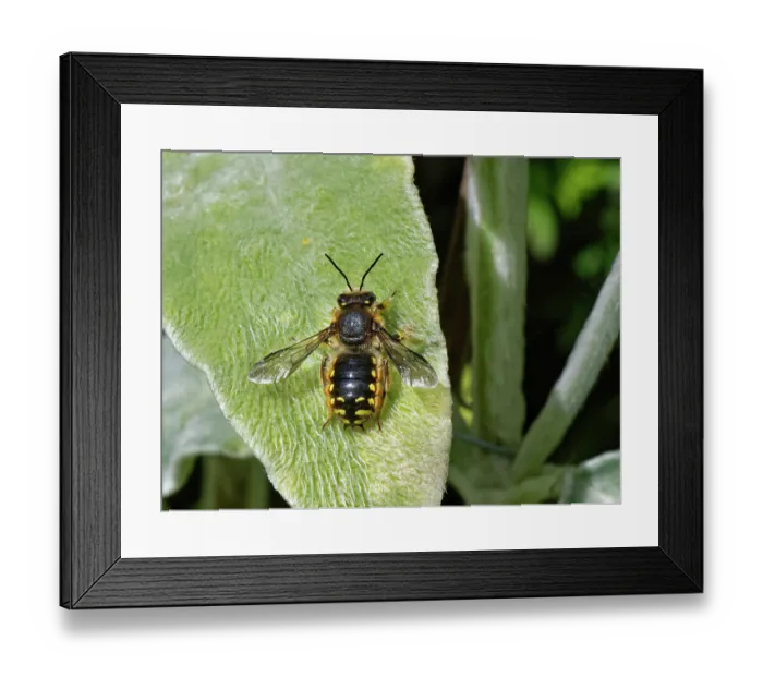 Framed Print : Wool carder bee (Anthidium manicatum) male, resting on a Lamb's ear (Stachys byzantina) leaf within its territory in a garden flowerbed, Wiltshire, UK. July Framed Print : Wool carder bee (Anthidium manicatum) male, resting on a Lamb's ear (Stachys byzantina) leaf within its territory in a garden flowerbed, Wiltshire, UK. July
