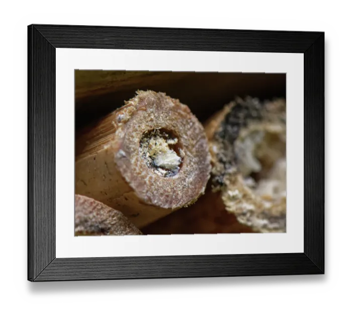 Framed Print : Horned black wasp (Passaloecus corniger) nest within a bamboo tube in an insect hotel, sealed with a plug of plant resin and added wood shavings, Wiltshire garden, UK. August Framed Print : Horned black wasp (Passaloecus corniger) nest within a bamboo tube in an insect hotel, sealed with a plug of plant resin and added wood shavings, Wiltshire garden, UK. August