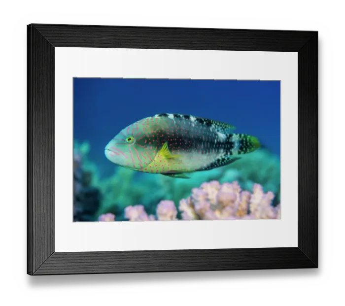 Framed Print : Abudjubbe wrasse (Cheilinus abudjubbe) swimming over reef corals, Gubal Island, Egypt. Strait of Gubal, Gulf of Suez, Red Sea Framed Print : Abudjubbe wrasse (Cheilinus abudjubbe) swimming over reef corals, Gubal Island, Egypt. Strait of Gubal, Gulf of Suez, Red Sea