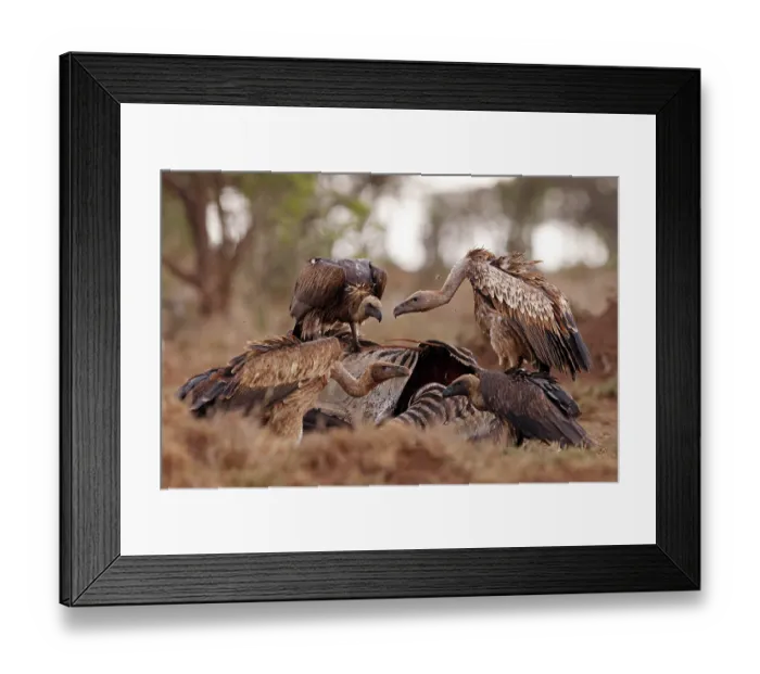 Framed Print : Group of Ruppell's griffon vultures (Gyps rueppellii) and White-backed vultures (Gyps africanus) feeding on a carcass, El Karama Wilderness Conservancy, Kenya Framed Print : Group of Ruppell's griffon vultures (Gyps rueppellii) and White-backed vultures (Gyps africanus) feeding on a carcass, El Karama Wilderness Conservancy, Kenya
