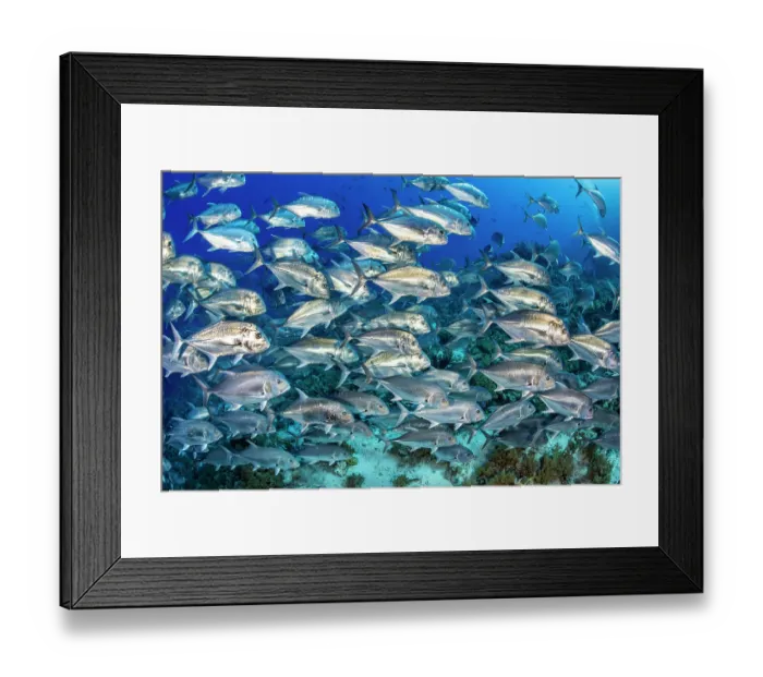 Framed Print : School of Giant trevally (Caranx ignobilis) swimming over a coral reef, Ras Mohammed National Park, Sinai, Egypt, Red Sea Framed Print : School of Giant trevally (Caranx ignobilis) swimming over a coral reef, Ras Mohammed National Park, Sinai, Egypt, Red Sea
