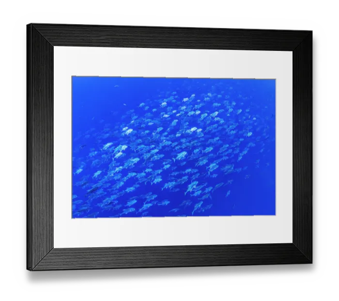 Framed Print : School of Giant trevally (Caranx ignobilis) swimming in the blue, Ras Mohammed National Park, Sinai, Egypt, Red Sea Framed Print : School of Giant trevally (Caranx ignobilis) swimming in the blue, Ras Mohammed National Park, Sinai, Egypt, Red Sea