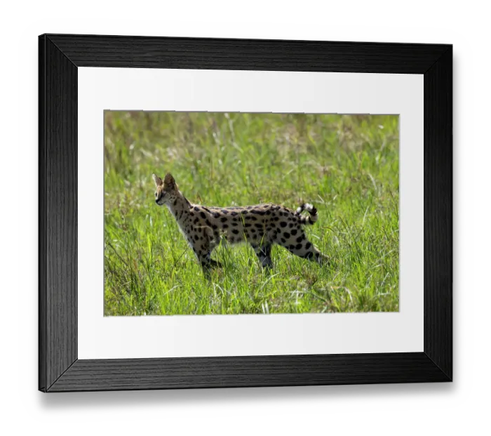 Framed Print : Serval (Leptailurus serval) female, standing alert in the savannah, Masai Mara National Reserve, Kenya Framed Print : Serval (Leptailurus serval) female, standing alert in the savannah, Masai Mara National Reserve, Kenya