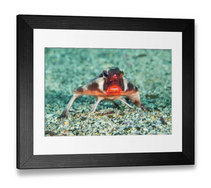 Framed Print : RF - Red-lipped batfish (Ogcocephalus darwini) resting on a sandy seabed, propped up on adapted fins, Fernandina Island, Galapagos National Park, Galapagos Islands, Pacific Ocean Framed Print : RF - Red-lipped batfish (Ogcocephalus darwini) resting on a sandy seabed, propped up on adapted fins, Fernandina Island, Galapagos National Park, Galapagos Islands, Pacific Ocean