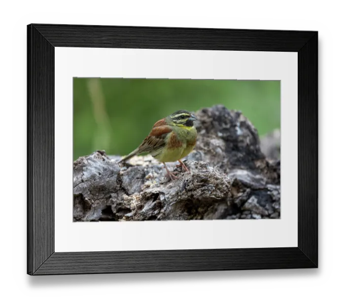 Framed Print : Cirl bunting (Emberiza cirlu) male, perched on a stone, Aude, France. June Framed Print : Cirl bunting (Emberiza cirlu) male, perched on a stone, Aude, France. June