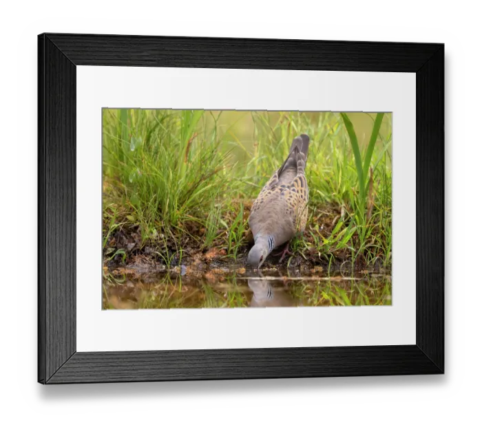 Framed Print : European turtle dove (Streptopelia turtur) drinking from pond, Aude, France. June Framed Print : European turtle dove (Streptopelia turtur) drinking from pond, Aude, France. June