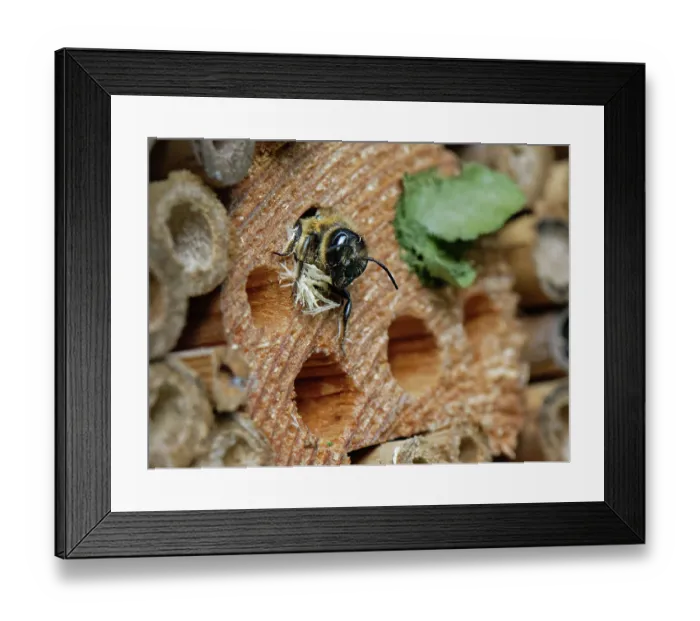 Framed Print : Wood-carving leafcutter bee (Megachile ligniseca) female, pushing out wood shavings she has cut while enlarging a nest burrow in an insect hotel, Wiltshire garden, UK. July Framed Print : Wood-carving leafcutter bee (Megachile ligniseca) female, pushing out wood shavings she has cut while enlarging a nest burrow in an insect hotel, Wiltshire garden, UK. July