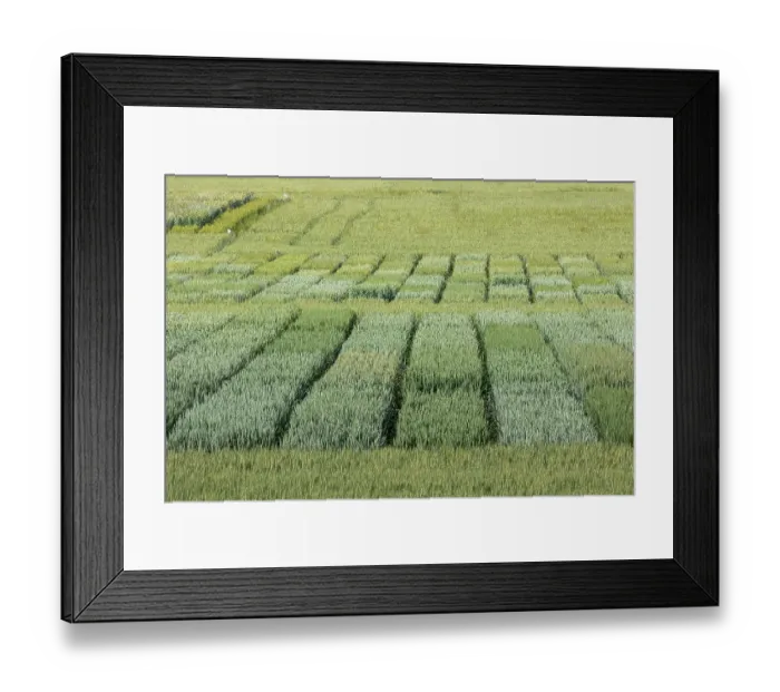 Framed Print : Wheat crop trial at INRAE RENNES (National Research Institute for Agriculture, Food and the Environment) in Le Rheu, different varieties with control plots, Ille et Vilaine Framed Print : Wheat crop trial at INRAE RENNES (National Research Institute for Agriculture, Food and the Environment) in Le Rheu, different varieties with control plots, Ille et Vilaine