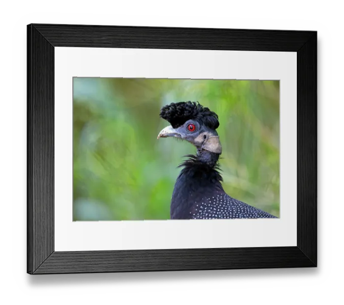 Framed Print : Crested guineafowl (Guttera pucherani) head portrait, Hluhluwe Game Reserve, KwaZulu Natal, South Africa