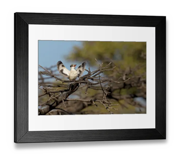 Framed Print : Striped kingfisger (Halcyon chelicuti) perched on branch, displaying, De Tweedespruit Conservancy, near Cullinan, South Africa Framed Print : Striped kingfisger (Halcyon chelicuti) perched on branch, displaying, De Tweedespruit Conservancy, near Cullinan, South Africa