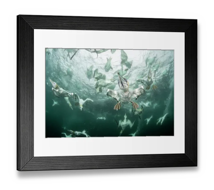 Framed Print : Northern gannets (Morus bassanus) diving underwater to feed on discarded fish, Noss National Nature Reserve, Shetland Isles, Scotland, UK, Atlantic Ocean Framed Print : Northern gannets (Morus bassanus) diving underwater to feed on discarded fish, Noss National Nature Reserve, Shetland Isles, Scotland, UK, Atlantic Ocean