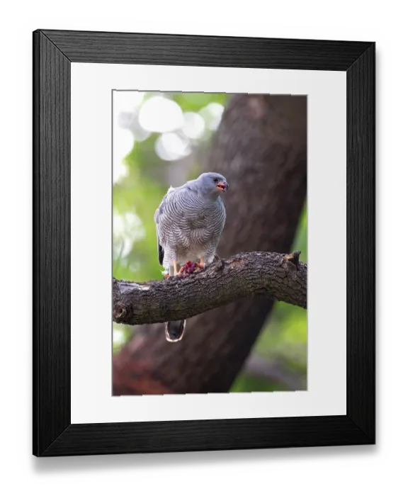 Framed Print : Ovambo sparrowhawk (Accipiter ovampensis) female, perched on branch feeding on prey, Parktown, North Gauteng, South Africa Framed Print : Ovambo sparrowhawk (Accipiter ovampensis) female, perched on branch feeding on prey, Parktown, North Gauteng, South Africa