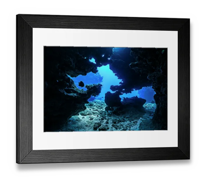 Framed Print : RF - French angelfish (Pomacanthus paru) swimming through a coral cavern, East End, Grand Cayman, Cayman Islands, British West Indies, Caribbean Sea Framed Print : RF - French angelfish (Pomacanthus paru) swimming through a coral cavern, East End, Grand Cayman, Cayman Islands, British West Indies, Caribbean Sea