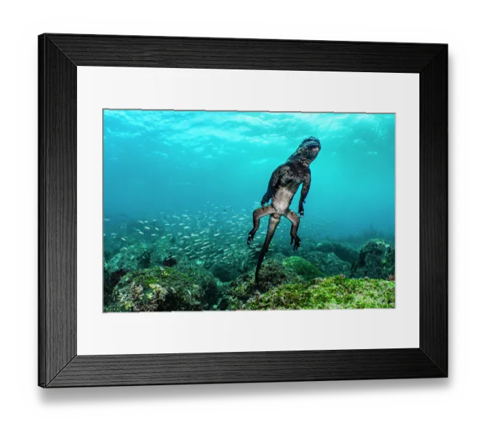 Framed Print : RF - Marine iguana (Amblyrhynchus cristatus) swimming towards the surface, with a school of Black striped salema (Xenocys jessiae) behind, Fernandina Island Framed Print : RF - Marine iguana (Amblyrhynchus cristatus) swimming towards the surface, with a school of Black striped salema (Xenocys jessiae) behind, Fernandina Island
