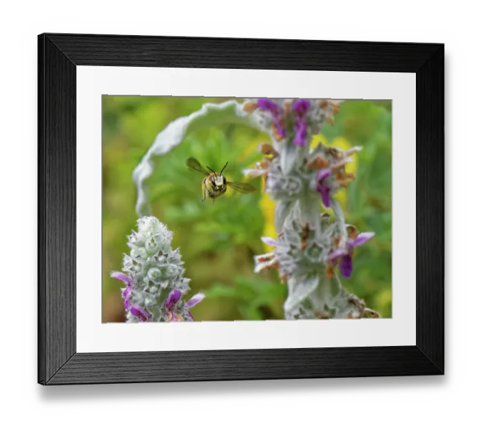 Framed Print : Wool carder bee (Anthidium manicatum) male, hovering near a Lamb's ear (Stachys byzantina) flower, patrolling its territory in a garden flowerbed, Wiltshire, UK. July Framed Print : Wool carder bee (Anthidium manicatum) male, hovering near a Lamb's ear (Stachys byzantina) flower, patrolling its territory in a garden flowerbed, Wiltshire, UK. July