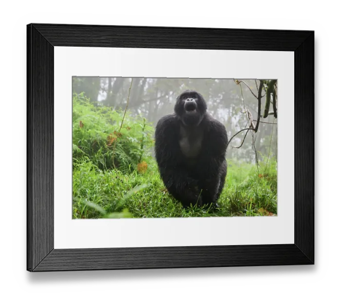 Framed Print : Mountain gorilla (Gorilla beringei) silverback male, standing in misty forest habitat with mouth open. Member of Nyakagezi group. Mgahinga National Park, Uganda. Endangered Framed Print : Mountain gorilla (Gorilla beringei) silverback male, standing in misty forest habitat with mouth open. Member of Nyakagezi group. Mgahinga National Park, Uganda. Endangered