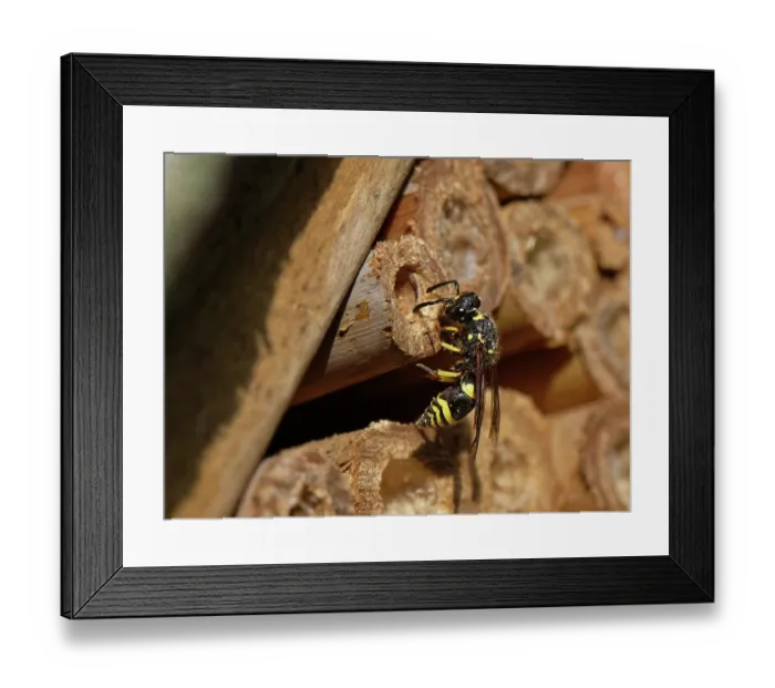 Framed Print : Mason wasp / Potter wasp (Ancistrocerus sp.) female, inspecting a nest hole in an insect hotel, Wiltshire garden, UK. July Framed Print : Mason wasp / Potter wasp (Ancistrocerus sp.) female, inspecting a nest hole in an insect hotel, Wiltshire garden, UK. July