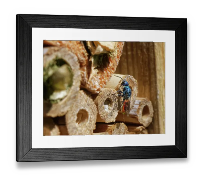 Framed Print : Ruby-tailed cuckoo wasp (Pseudomalus auratus) searching for solitary wasp (Trypoxylon and Pemphredon sp.) nests to parasitise in an insect hotel, Wiltshire, UK. June Framed Print : Ruby-tailed cuckoo wasp (Pseudomalus auratus) searching for solitary wasp (Trypoxylon and Pemphredon sp.) nests to parasitise in an insect hotel, Wiltshire, UK. June
