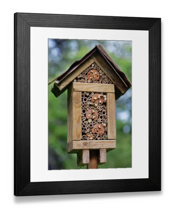 Framed Print : Home-made insect hotel with a range of Bamboo stems and drilled hole sizes for different species Framed Print : Home-made insect hotel with a range of Bamboo stems and drilled hole sizes for different species