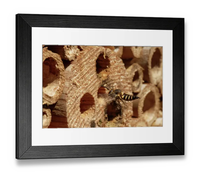Framed Print : Shiny-vented sharp-tail bee (Coelioxys inermis) visiting an insect hotel, searching for Leafcutter bee (Megachile sp.) nests to parasitise, Wiltshire garden, UK. July Framed Print : Shiny-vented sharp-tail bee (Coelioxys inermis) visiting an insect hotel, searching for Leafcutter bee (Megachile sp.) nests to parasitise, Wiltshire garden, UK. July