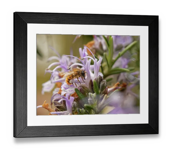 Framed Print : Red mason bee (Osmia bicornis) nectaring on Rosemary (Rosmarinus officinalis) flower, Wiltshire garden, UK. May Framed Print : Red mason bee (Osmia bicornis) nectaring on Rosemary (Rosmarinus officinalis) flower, Wiltshire garden, UK. May