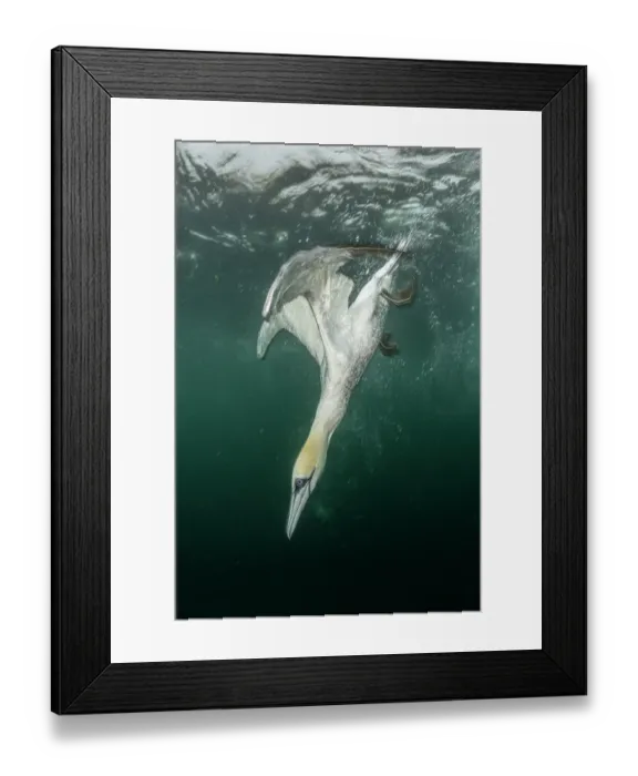 Framed Print : Northern gannet (Morus bassanus) diving underwater to feed on discarded fish, Noss National Nature Reserve, Shetland Isles, Scotland, UK, Atlantic Ocean Framed Print : Northern gannet (Morus bassanus) diving underwater to feed on discarded fish, Noss National Nature Reserve, Shetland Isles, Scotland, UK, Atlantic Ocean