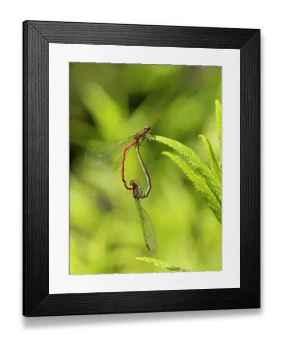 Framed Print : Large red damselflies (Pyrrhosoma nymphula) pair mating in the wheel position on a plant leaf by a garden pond, Wiltshire, UK. June Framed Print : Large red damselflies (Pyrrhosoma nymphula) pair mating in the wheel position on a plant leaf by a garden pond, Wiltshire, UK. June
