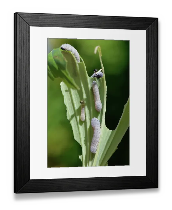 Framed Print : Solomon's seal sawfly (Phymatocera aterrima) larvae feeding on Solomon's seal (Polygonatum sp.) leaves in a garden, Wiltshire, UK. July Framed Print : Solomon's seal sawfly (Phymatocera aterrima) larvae feeding on Solomon's seal (Polygonatum sp.) leaves in a garden, Wiltshire, UK. July