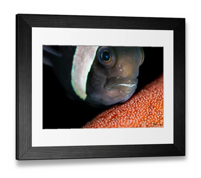 Framed Print : RF - Saddleback anemonefish (Amphiprion polymnus) guarding its eggs, Bitung, North Sulawesi, Indonesia, Lembeh Strait, Molucca Sea Framed Print : RF - Saddleback anemonefish (Amphiprion polymnus) guarding its eggs, Bitung, North Sulawesi, Indonesia, Lembeh Strait, Molucca Sea