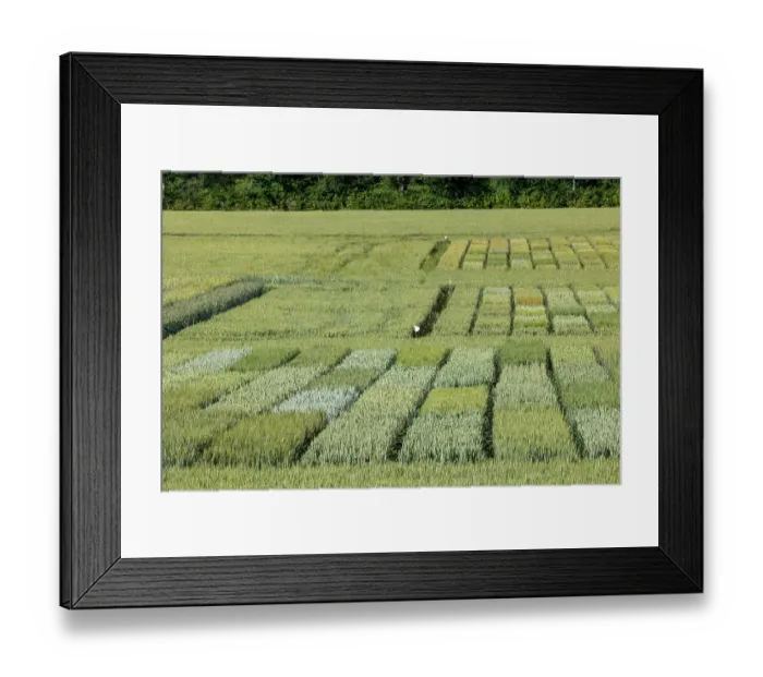 Framed Print : Wheat crop trial at INRAE RENNES (National Research Institute for Agriculture, Food and the Environment) in Le Rheu, different varieties with control plots, Ille et Vilaine Framed Print : Wheat crop trial at INRAE RENNES (National Research Institute for Agriculture, Food and the Environment) in Le Rheu, different varieties with control plots, Ille et Vilaine