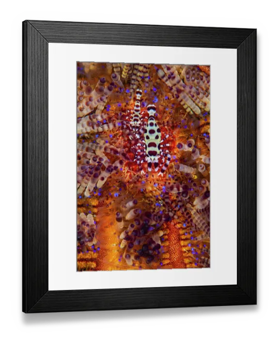 Framed Print : RF - Coleman shrimp (Periclimenes colemani) female, with smaller male on left, living in a Fire urchin (Asthenosoma varium), Bitung, North Sulawesi, Indonesia, Lembeh Strait Framed Print : RF - Coleman shrimp (Periclimenes colemani) female, with smaller male on left, living in a Fire urchin (Asthenosoma varium), Bitung, North Sulawesi, Indonesia, Lembeh Strait