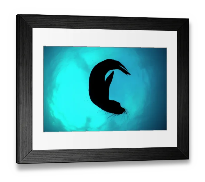 Framed Print : RF - Galapagos sea lion (Zalophus wollebaeki) silhouetted against sunlight on the surface, San Cristobal Island, Galapagos Islands, Pacific Ocean. Endangered Framed Print : RF - Galapagos sea lion (Zalophus wollebaeki) silhouetted against sunlight on the surface, San Cristobal Island, Galapagos Islands, Pacific Ocean. Endangered