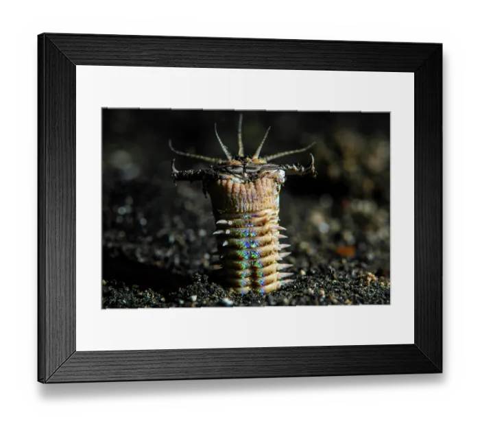 Framed Print : RF - Bobbit worm (Eunice sp.) emerging from the sediment at night to catch fish, Bitung, North Sulawesi, Indonesia, Lembeh Strait, Molucca Sea Framed Print : RF - Bobbit worm (Eunice sp.) emerging from the sediment at night to catch fish, Bitung, North Sulawesi, Indonesia, Lembeh Strait, Molucca Sea