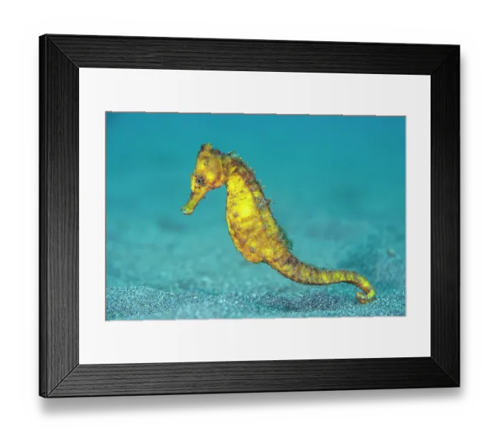 Framed Print : RF - Common seahorse (Hippocampus kuda) female, portrait, Bitung, North Sulawesi, Indonesia, Lembeh Strait, Molucca Sea Framed Print : RF - Common seahorse (Hippocampus kuda) female, portrait, Bitung, North Sulawesi, Indonesia, Lembeh Strait, Molucca Sea