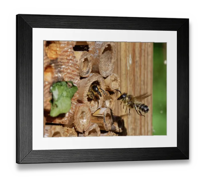 Framed Print : Wood-carving leafcutter bee (Megachile ligniseca) female, using her large jaws to repel a male hovering close to her nest burrow within an insect hotel, Wiltshire garden, UK. July Framed Print : Wood-carving leafcutter bee (Megachile ligniseca) female, using her large jaws to repel a male hovering close to her nest burrow within an insect hotel, Wiltshire garden, UK. July