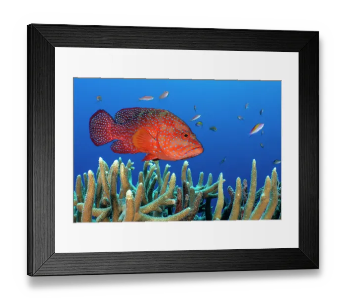 Framed Print : RF - Coral grouper (Cephalopholis miniata) male, swimming over Coral (Acropora sp.), Fathers Reef, Lolobau Island, West New Britain, Papua New Guinea, Bismark Sea, Pacific Ocean Framed Print : RF - Coral grouper (Cephalopholis miniata) male, swimming over Coral (Acropora sp.), Fathers Reef, Lolobau Island, West New Britain, Papua New Guinea, Bismark Sea, Pacific Ocean