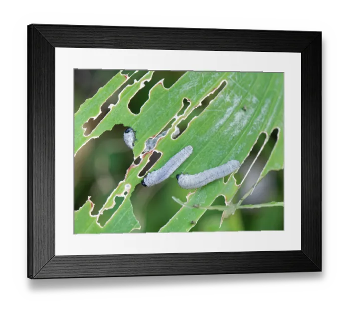 Framed Print : Solomon's seal sawfly (Phymatocera aterrima) larvae feeding on Solomon's seal (Polygonatum sp.) leaves in a garden, Wiltshire, UK. July Framed Print : Solomon's seal sawfly (Phymatocera aterrima) larvae feeding on Solomon's seal (Polygonatum sp.) leaves in a garden, Wiltshire, UK. July