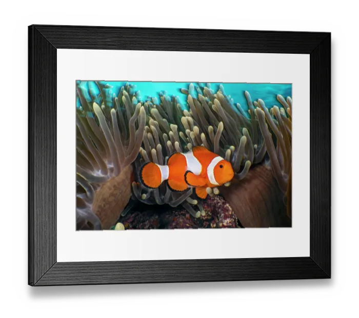 Framed Print : RF - Common clownfish (Amphiprion ocellaris) resting among its host Magnificent sea anemone (Heteractis magnifica) on a coral reef, Batangas marine protected area, Luzon Framed Print : RF - Common clownfish (Amphiprion ocellaris) resting among its host Magnificent sea anemone (Heteractis magnifica) on a coral reef, Batangas marine protected area, Luzon