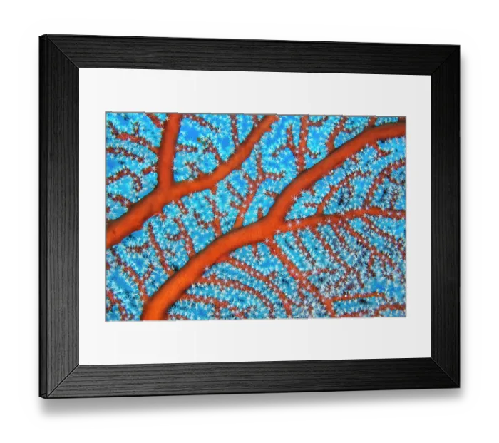 Framed Print : RF - Sea fan (Euplexaura sp.) detail, on a coral reef, Kimbe Bay, West New Britain, Papua New Guinea, Bismark Sea, Pacific Ocean