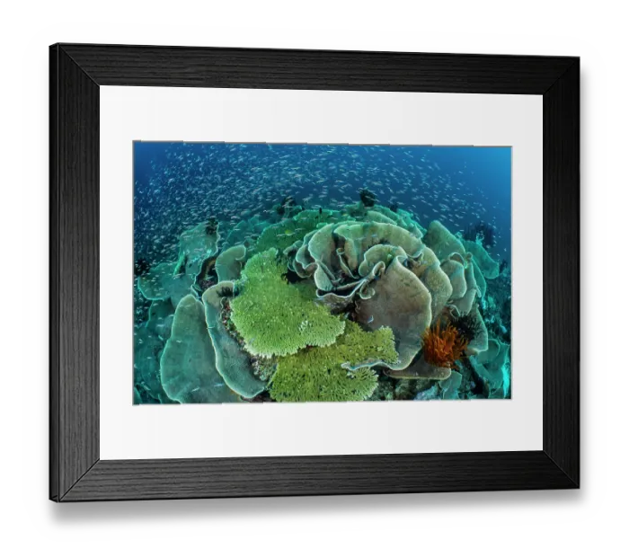 Framed Print : RF - School of Convict blennies (Pholidichthys leucotaenia) swarming over Plate (Turbinaria sp.) and Table corals (Acropora sp.) on a coral reef, Piaynemo Island, Raja Ampat Framed Print : RF - School of Convict blennies (Pholidichthys leucotaenia) swarming over Plate (Turbinaria sp.) and Table corals (Acropora sp.) on a coral reef, Piaynemo Island, Raja Ampat