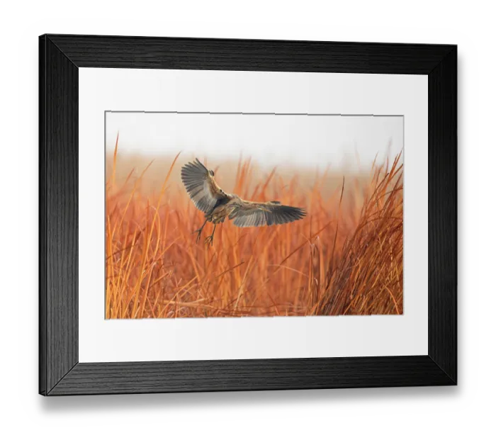 Framed Print : Purple heron (Ardea purpurea) taking flight from reedbed, Marievale Bird Sanctuary, Nigel, South Africa Framed Print : Purple heron (Ardea purpurea) taking flight from reedbed, Marievale Bird Sanctuary, Nigel, South Africa