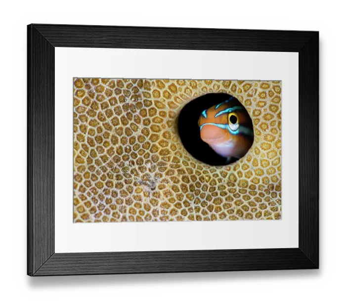 Framed Print : RF - Blue striped fangblenny (Plagiotremus rhinorhynchos) peering out from hole in a hard coral, Misool, Raja Ampat, West Papua, Indonesia, Ceram Sea, Pacific Ocean Framed Print : RF - Blue striped fangblenny (Plagiotremus rhinorhynchos) peering out from hole in a hard coral, Misool, Raja Ampat, West Papua, Indonesia, Ceram Sea, Pacific Ocean