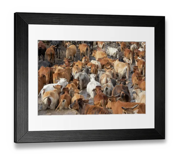 Framed Print : Herd of Masai cows inside Masai Mara National Reserve, Kenya Framed Print : Herd of Masai cows inside Masai Mara National Reserve, Kenya