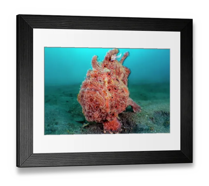 Framed Print : RF - Painted frogfish (Antennarius pictus) female, resting on the seabed, Bitung, North Sulawesi, Indonesia, Lembeh Strait, Molucca Sea Framed Print : RF - Painted frogfish (Antennarius pictus) female, resting on the seabed, Bitung, North Sulawesi, Indonesia, Lembeh Strait, Molucca Sea