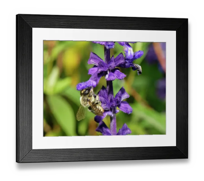Framed Print : Wood-carving leafcutter bee (Megachile ligniseca) female, nectaring on Salvia flowers, Wiltshire garden, UK. July Framed Print : Wood-carving leafcutter bee (Megachile ligniseca) female, nectaring on Salvia flowers, Wiltshire garden, UK. July