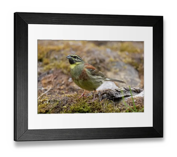 Framed Print : Cirl bunting (Emberiza cirlu) male, perched on a stone, Aude, France. June